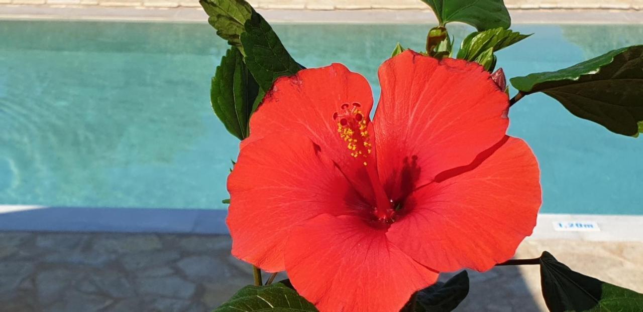 Апартаменты Hibiscus - A Гоувия